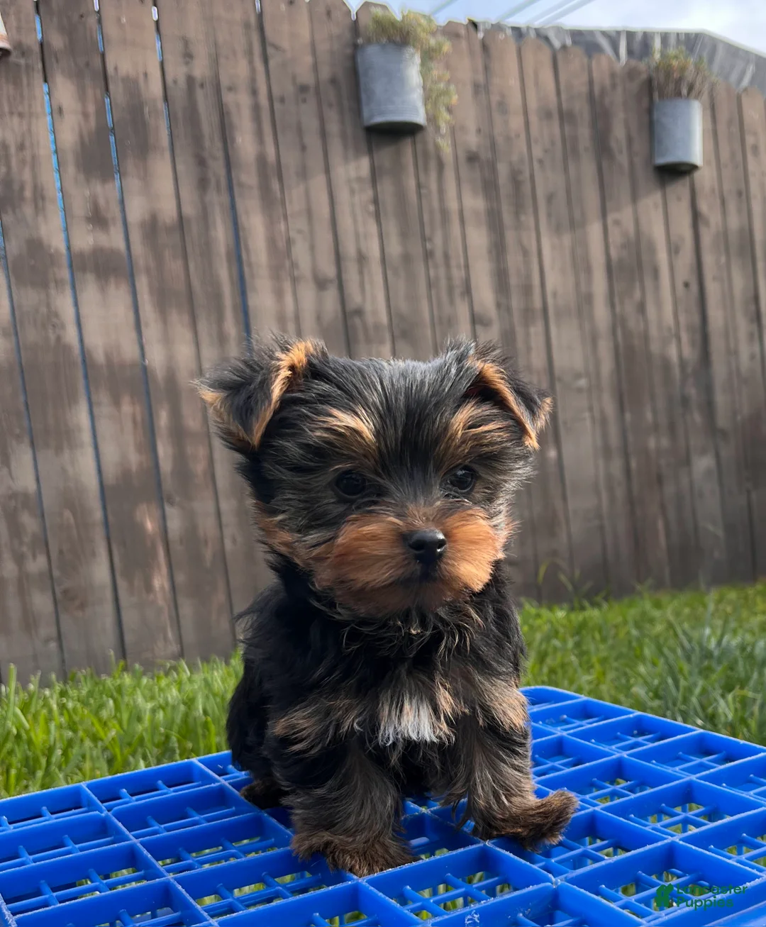 Yorkshire Terrier dogs for sale: AKC Yorkshire Terrier Puppy 1 - Ad 2