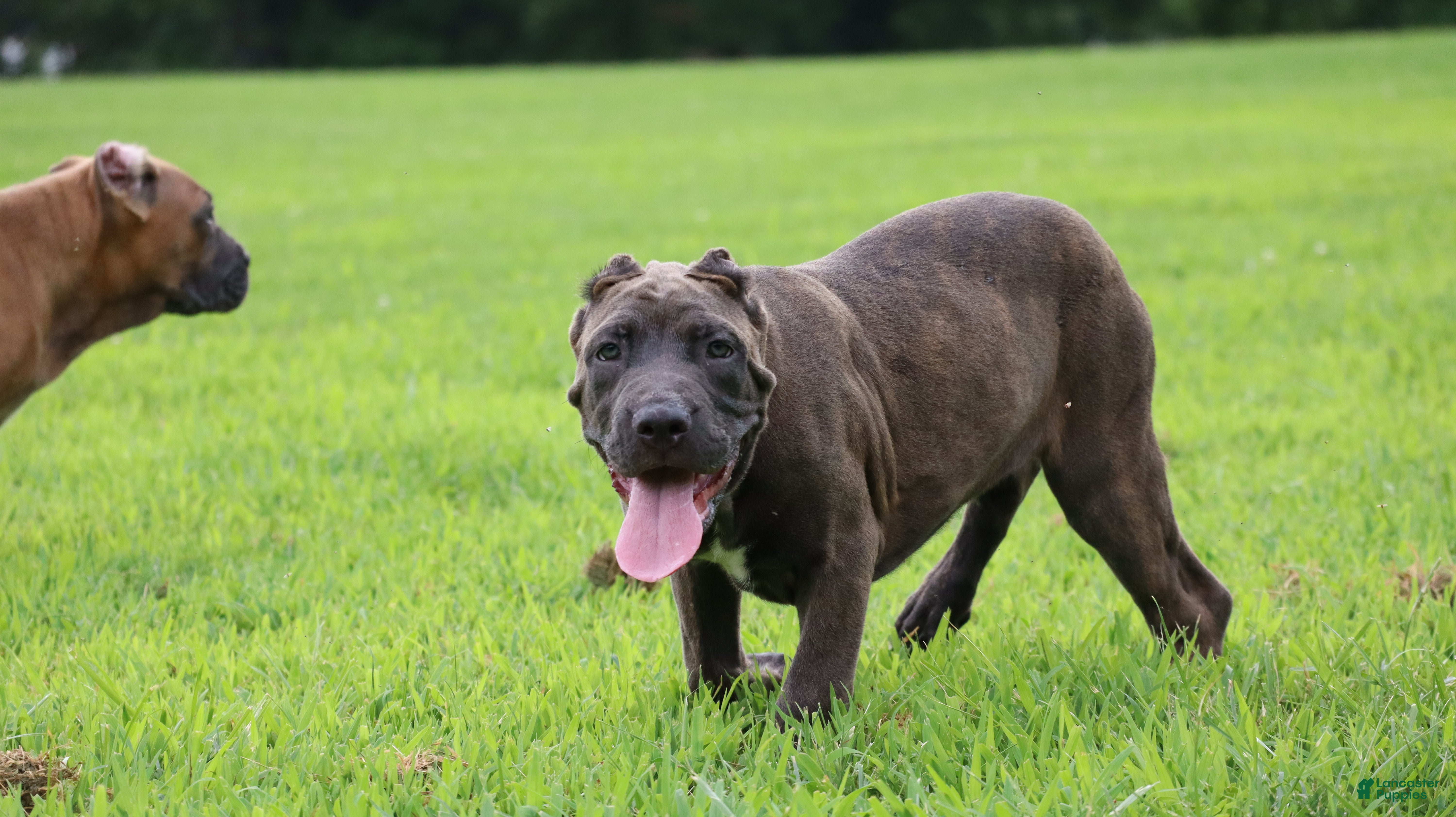 Cane Corso dogs Ceres - Ad 2