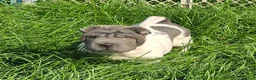 Shar Pei dogs for sale: Trevor  - Ad 10