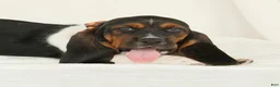 Basset Hound dogs for sale: Arrow - Ad 4