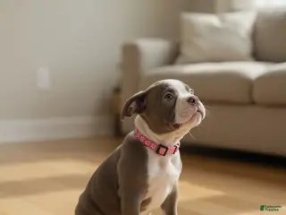 Boston Terrier dogs Missy - Ad 31