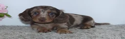 Miniature Dachshund dogs for sale: Rose - Ad 4