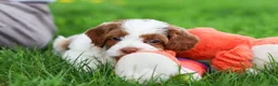 Cockapoo dogs for sale: Stella - Ad 6