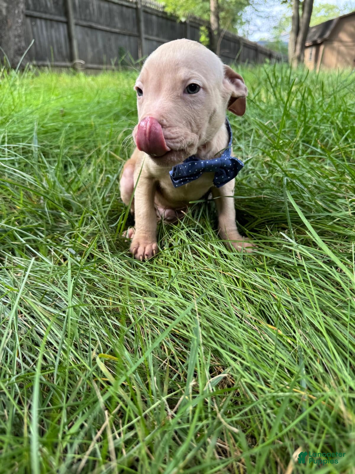 American Pit Bull Terrier dogs American Pit Bull Terrier 5 - Ad 28