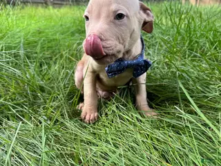 American Pit Bull Terrier dogs American Pit Bull Terrier 5 - Ad 28