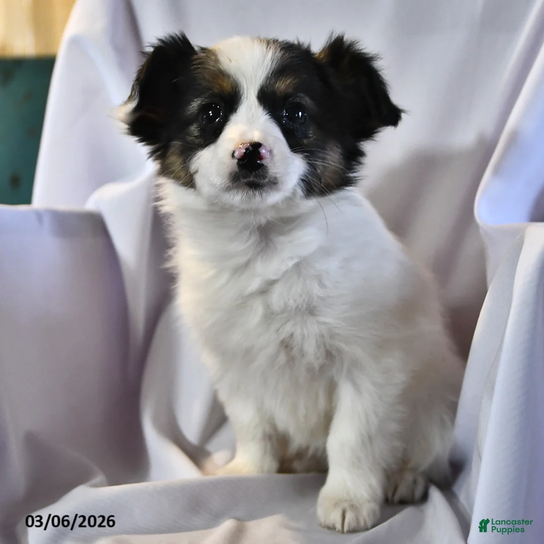 Papillon dogs for sale: Sphnix - Ad 1