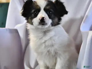 Papillon dogs for sale: Sphnix - Ad 4