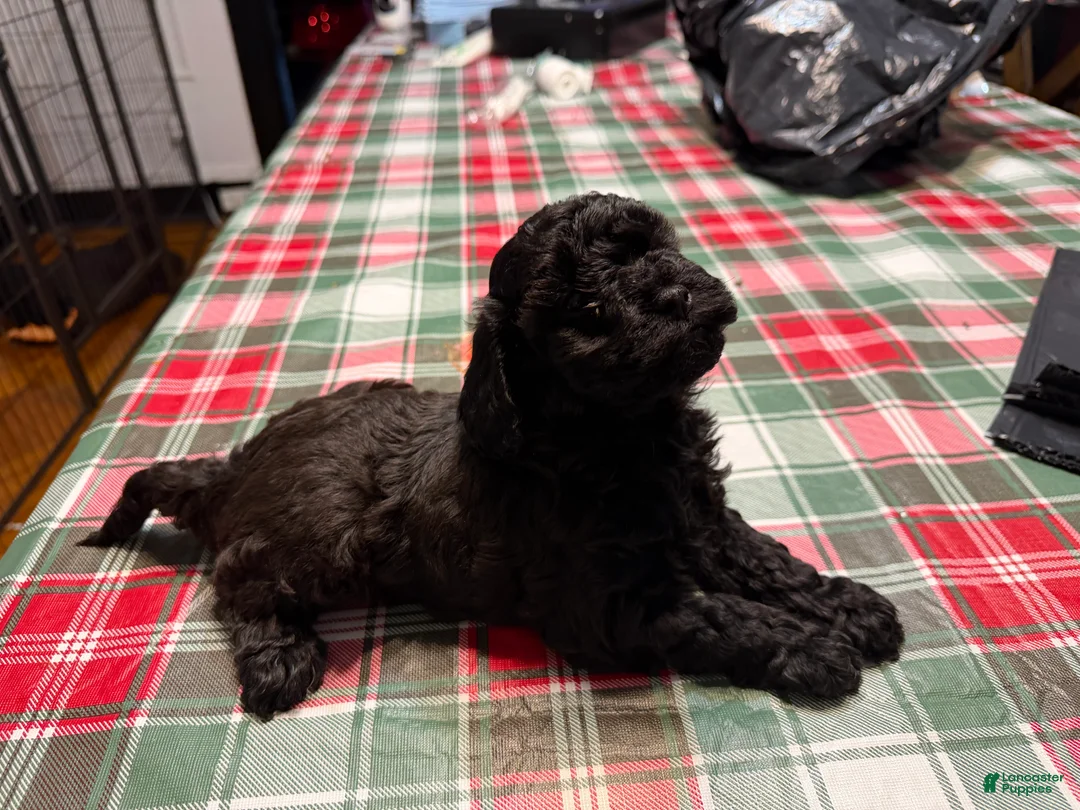 Yorkiepoo dogs for sale: Yorkiepoo Puppy 2 - Ad 1