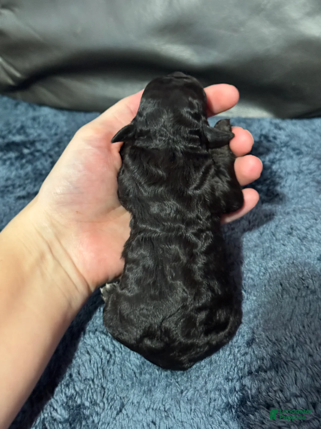 Mini Aussiedoodle dogs for sale: Bean - Ad 4