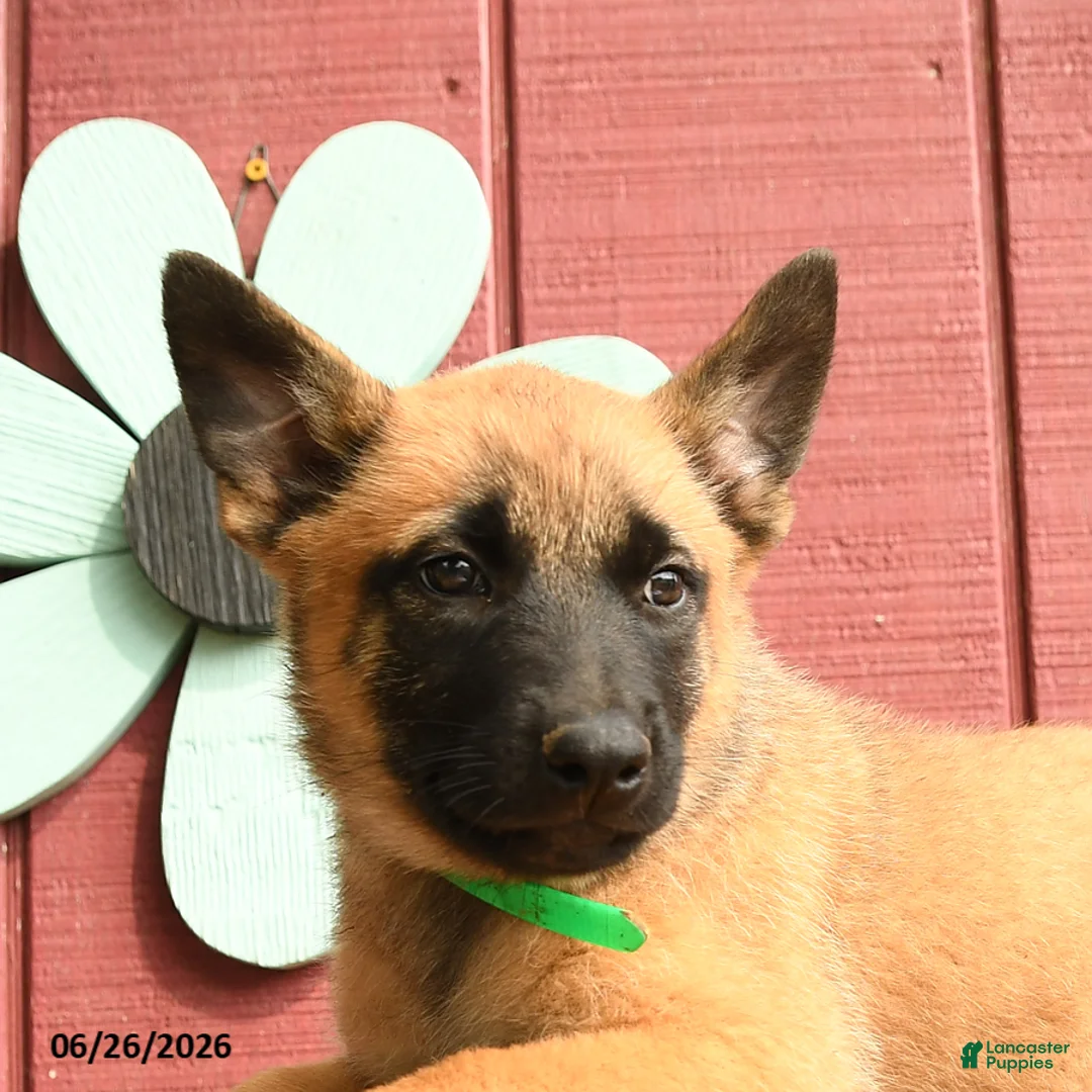Belgian Malinois dogs for sale: Princess - Ad 5