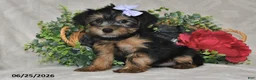 Yorkshire Terrier dogs for sale: Della - Ad 2