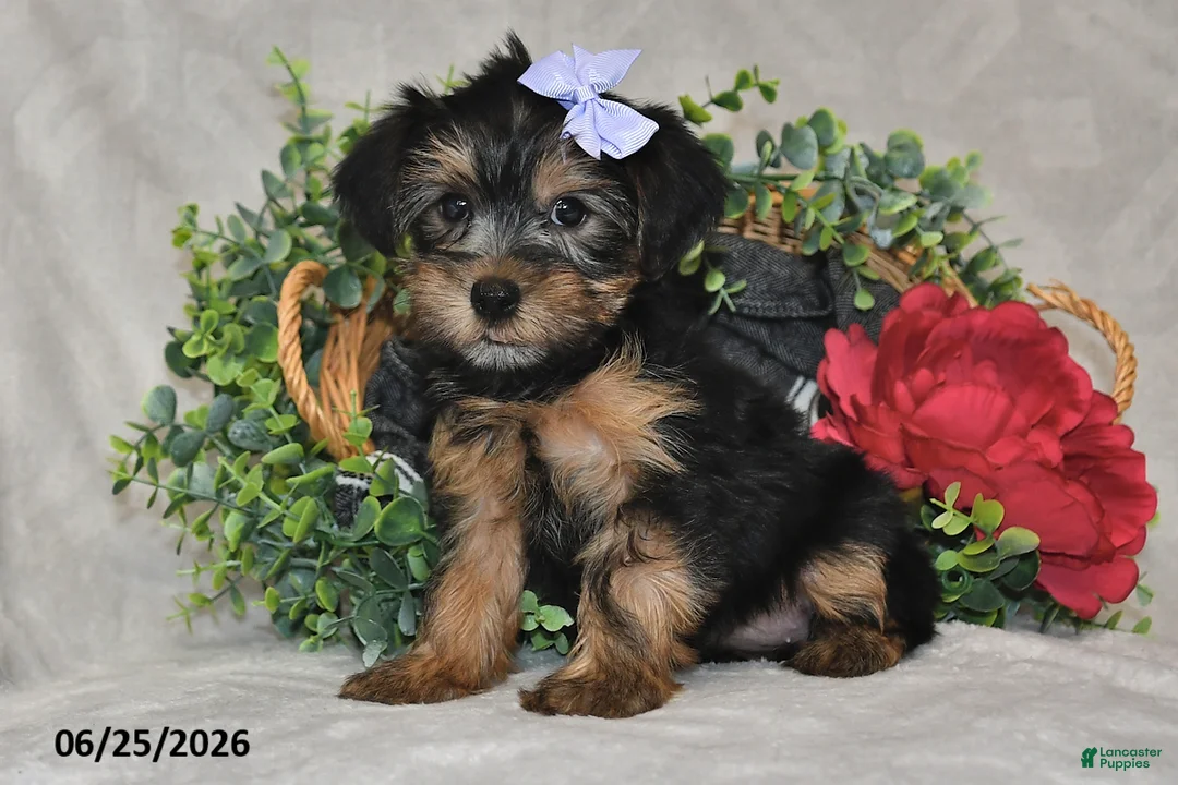 Yorkshire Terrier dogs for sale: Della - Ad 2