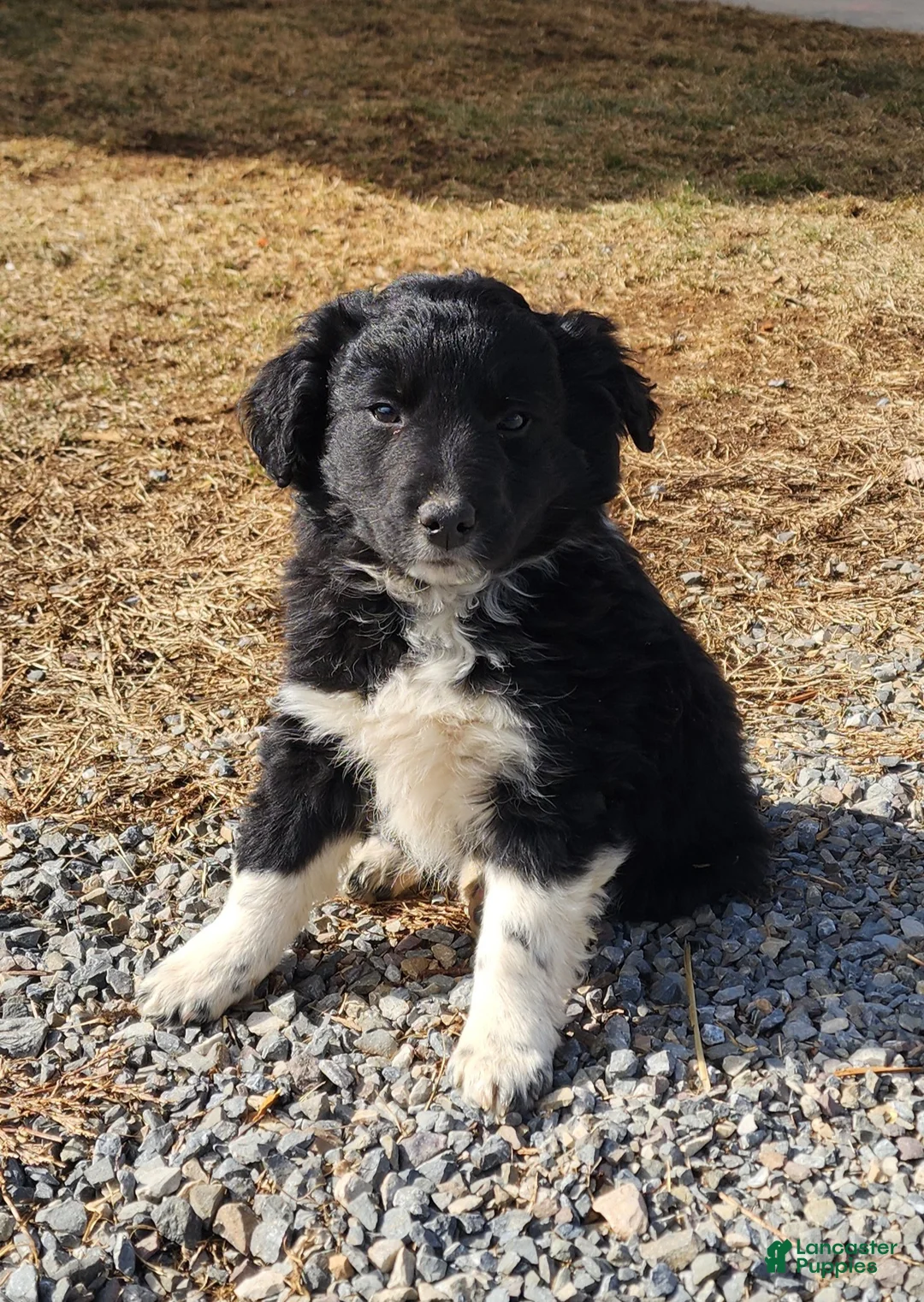 Mixed Breed dogs for sale: Mixed Breed Puppy 3 - Ad 1