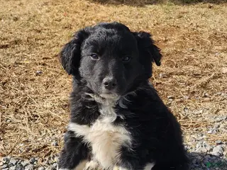 Mixed Breed dogs for sale: Mixed Breed Puppy 3 - Ad 4