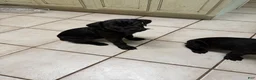 Cane Corso dogs for sale: Pocahontas  - Ad 3