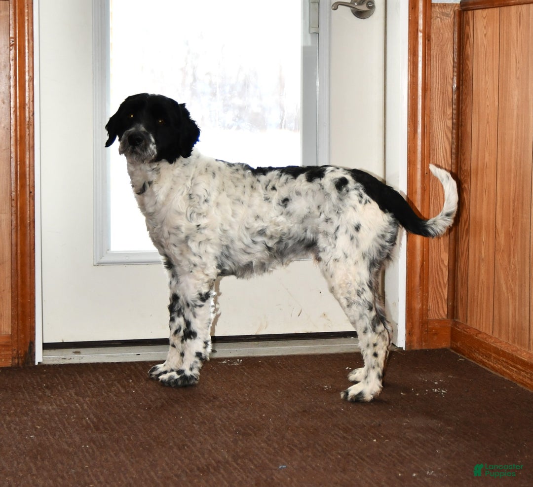 Portuguese Water Dog dogs for sale: Dimples - Ad 7