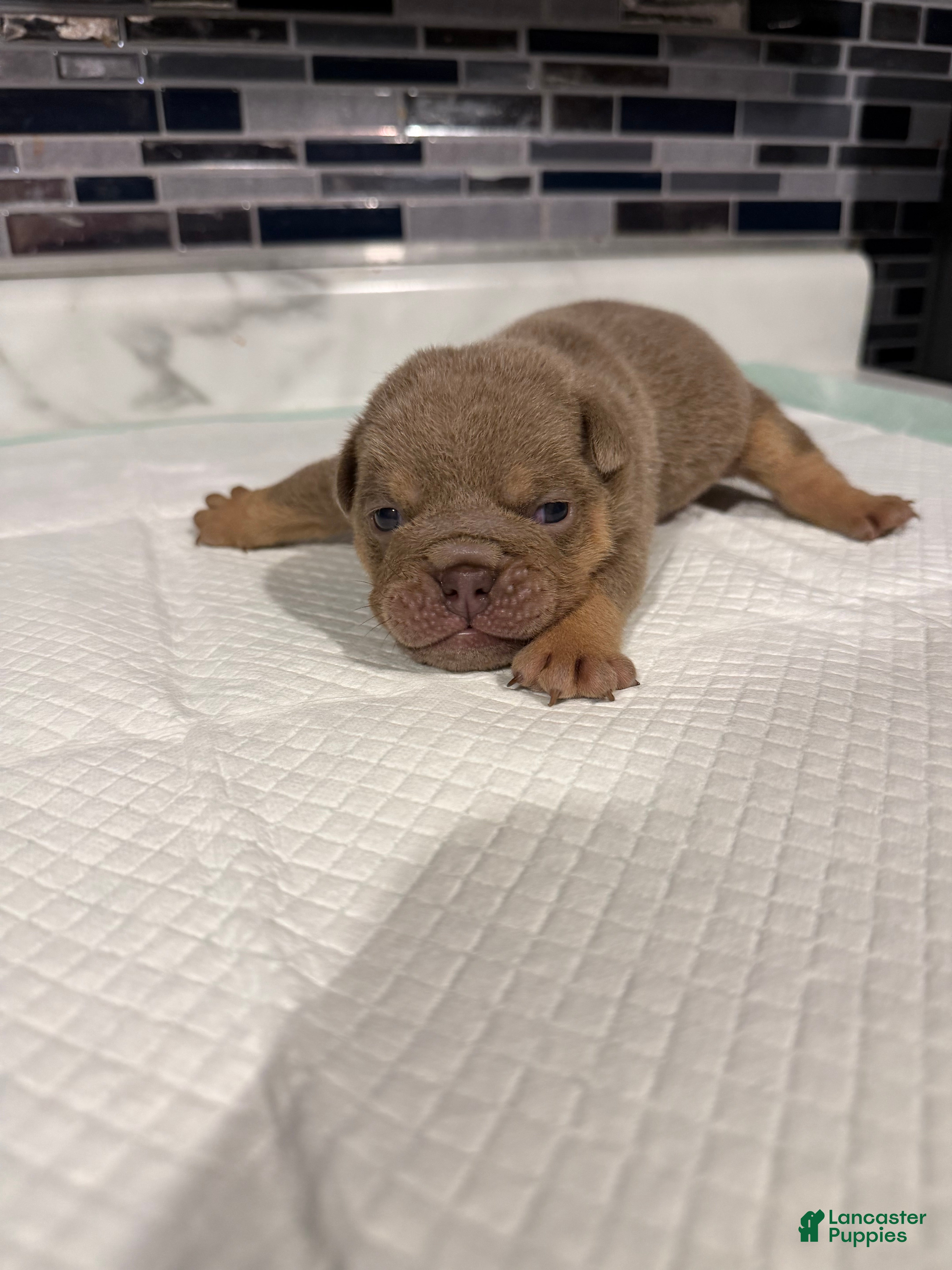 English Bulldog dogs Lilac full suit male - Ad 32
