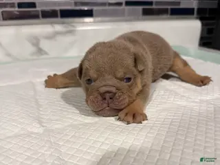 English Bulldog dogs Lilac full suit male - Ad 32