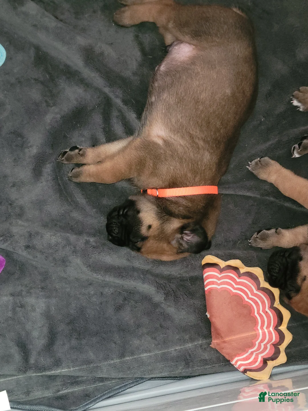 Mixed Breed dogs for sale: Mixed Breed 5 - Ad 1