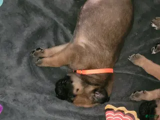Mixed Breed dogs Mixed Breed 5 - Ad 35