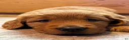 Golden Retriever dogs for sale: Girl 2 - Ad 4