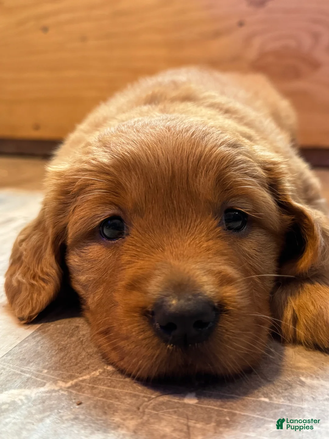 Golden Retriever dogs for sale: Girl 2 - Ad 4