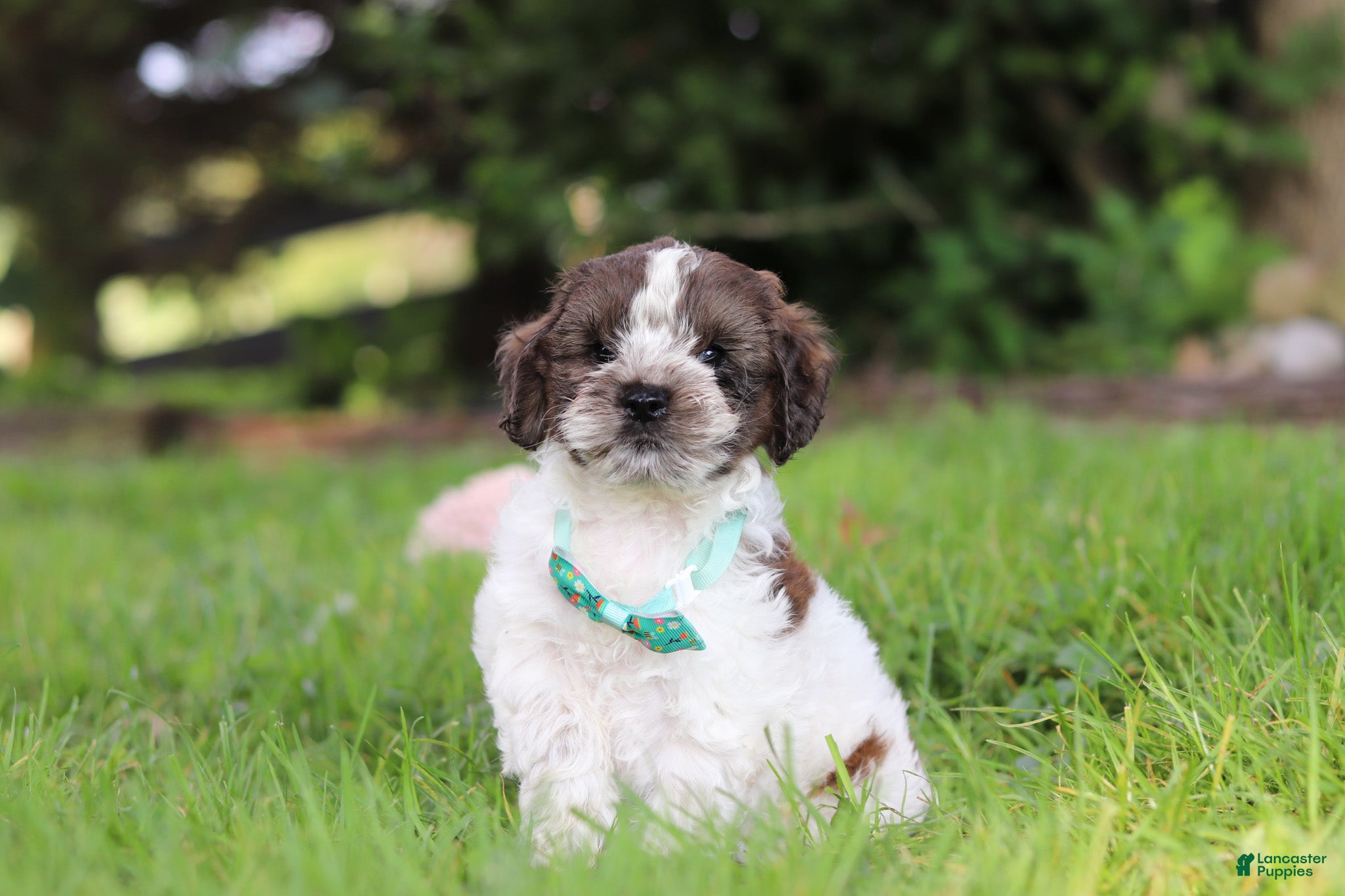 Cockapoo dogs Ace - Ad 2