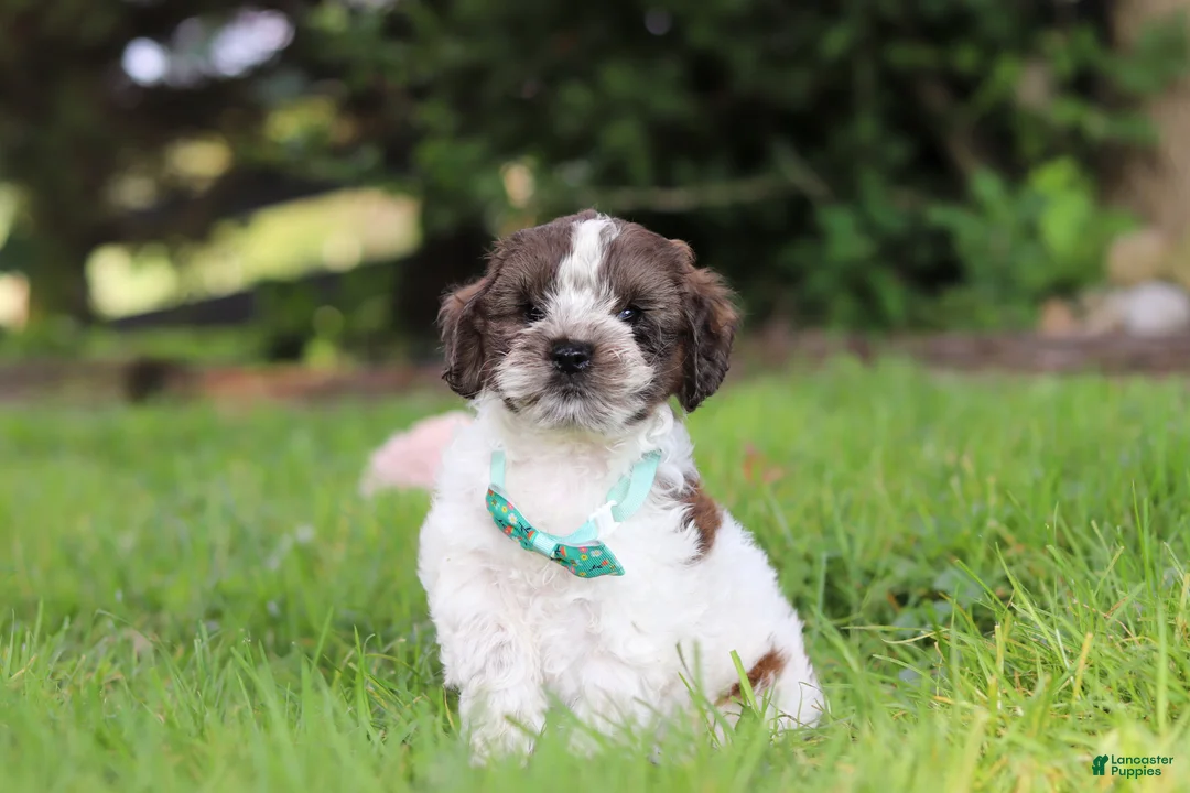 Cockapoo dogs for sale: Ace - Ad 2
