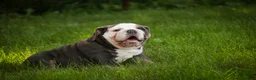 Mixed Breed dogs for sale: Duke Victorian Bulldog - Ad 5
