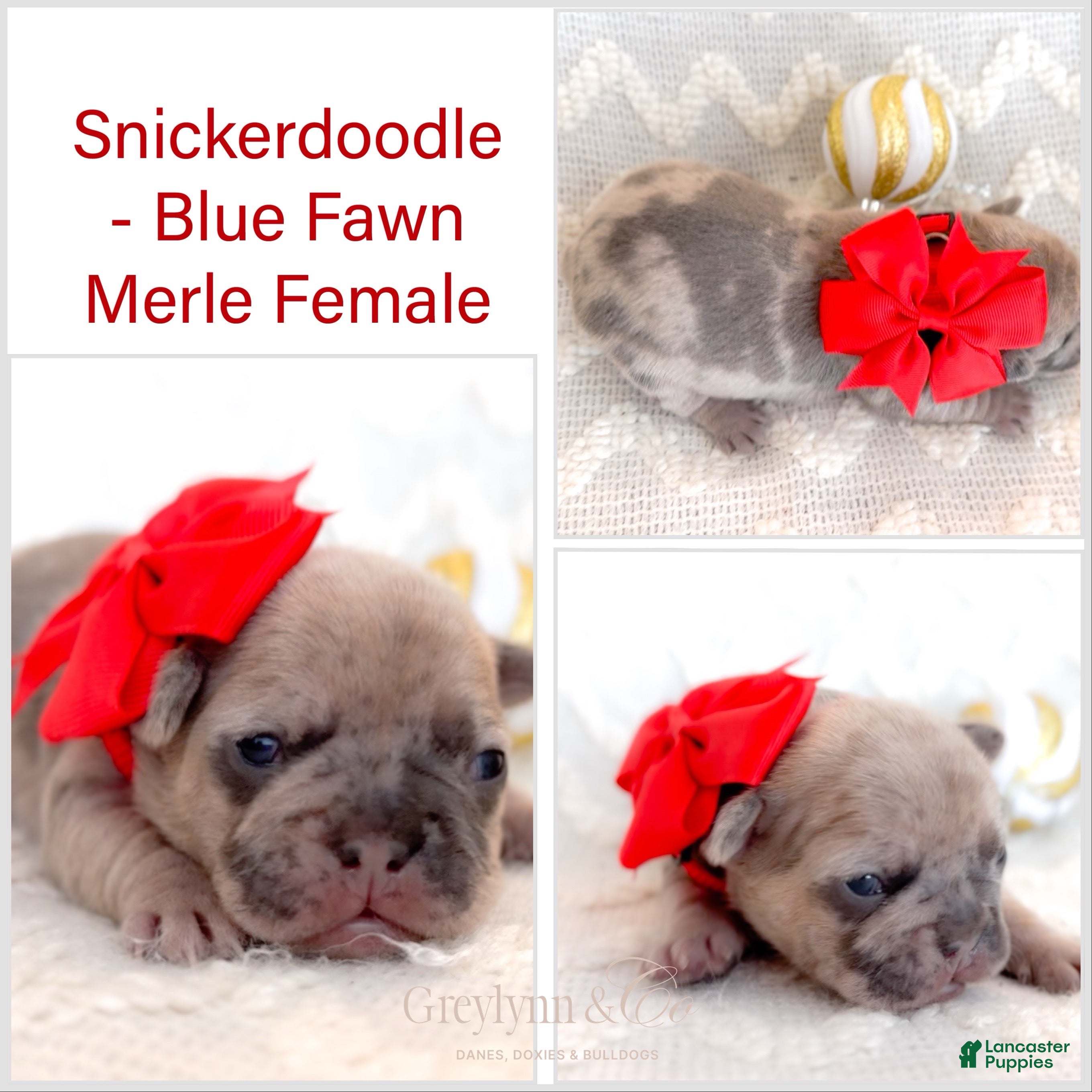 French Bulldog dogs Snickerdoodle - Ad 7