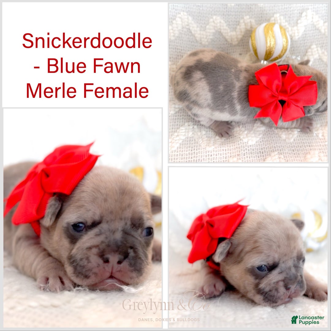 French Bulldog dogs for sale: Snickerdoodle - Ad 1