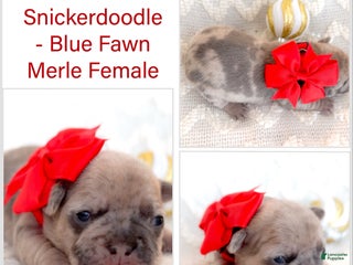 French Bulldog dogs Snickerdoodle - Ad 2