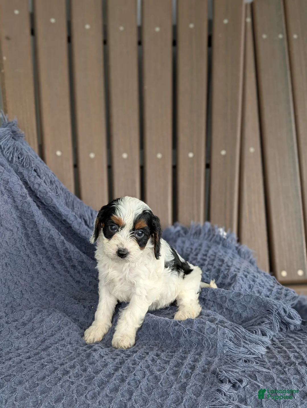 Cavapoo dogs for sale: Daphne  - Ad 1