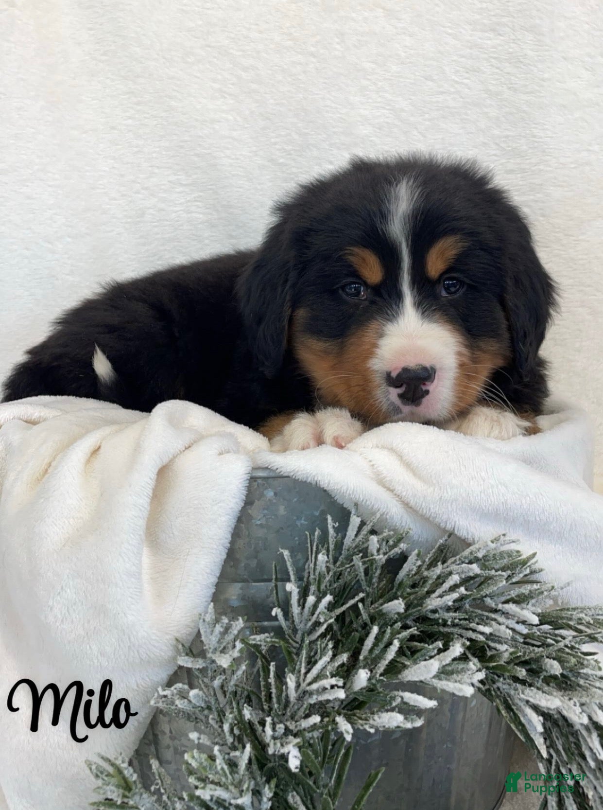 Bernese Mountain Dog dogs Milo - Ad 11