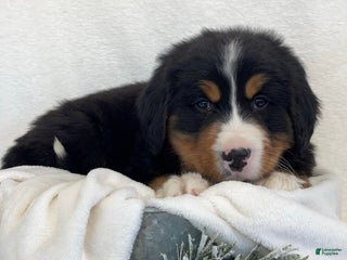 Bernese Mountain Dog dogs Milo - Ad 11