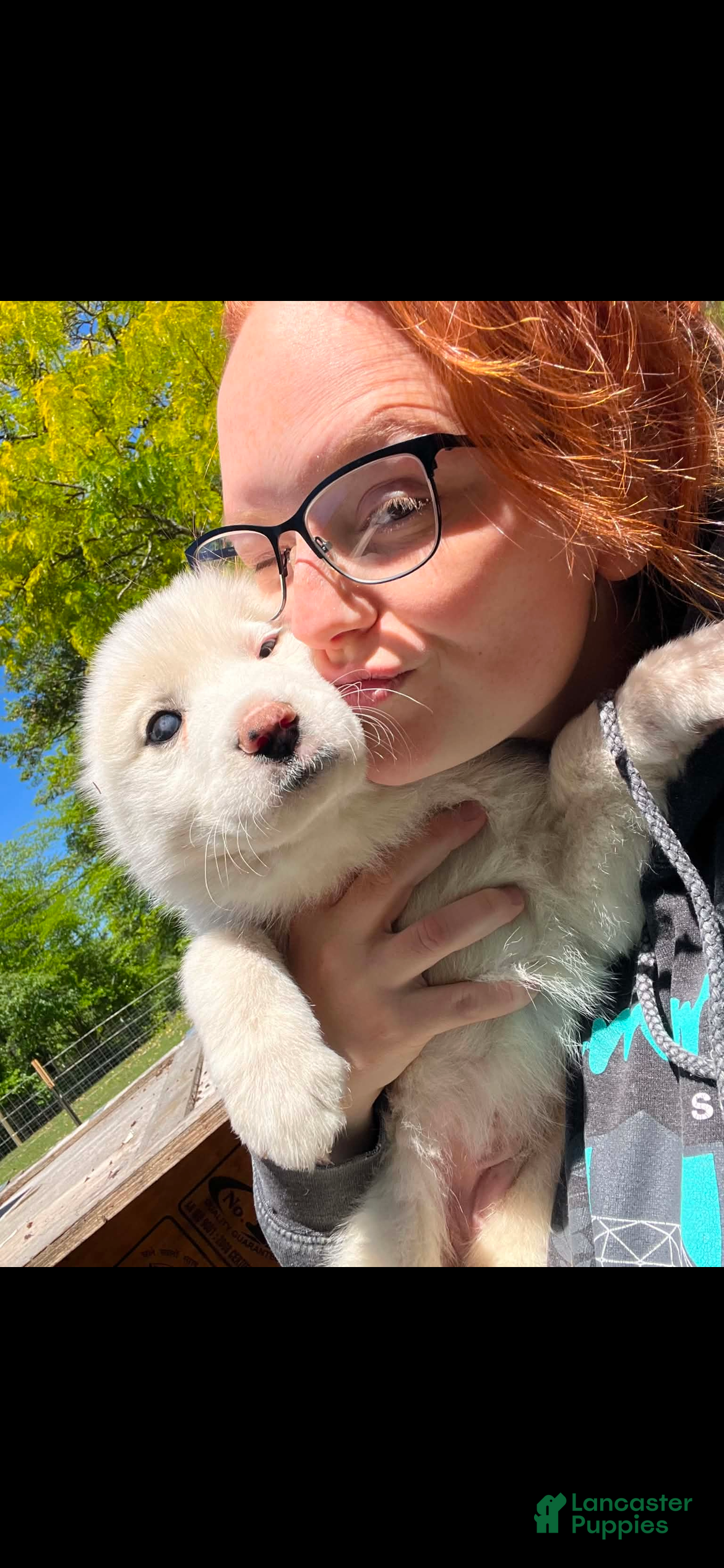 Great Pyrenees dogs Male - Ad 1