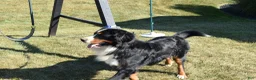 Bernese Mountain Dog dogs for sale: Sam - Ad 6