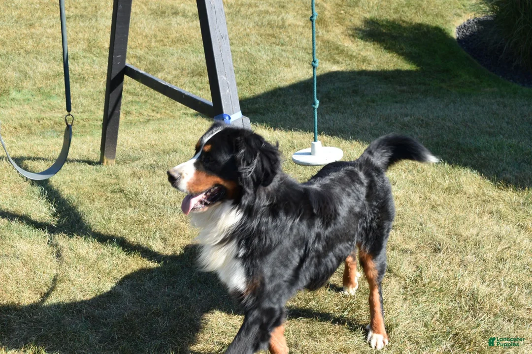 Bernese Mountain Dog dogs for sale: Jasper - Ad 6