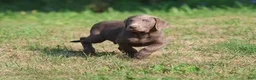Labrador Retriever dogs for sale: Hudson - Ad 2