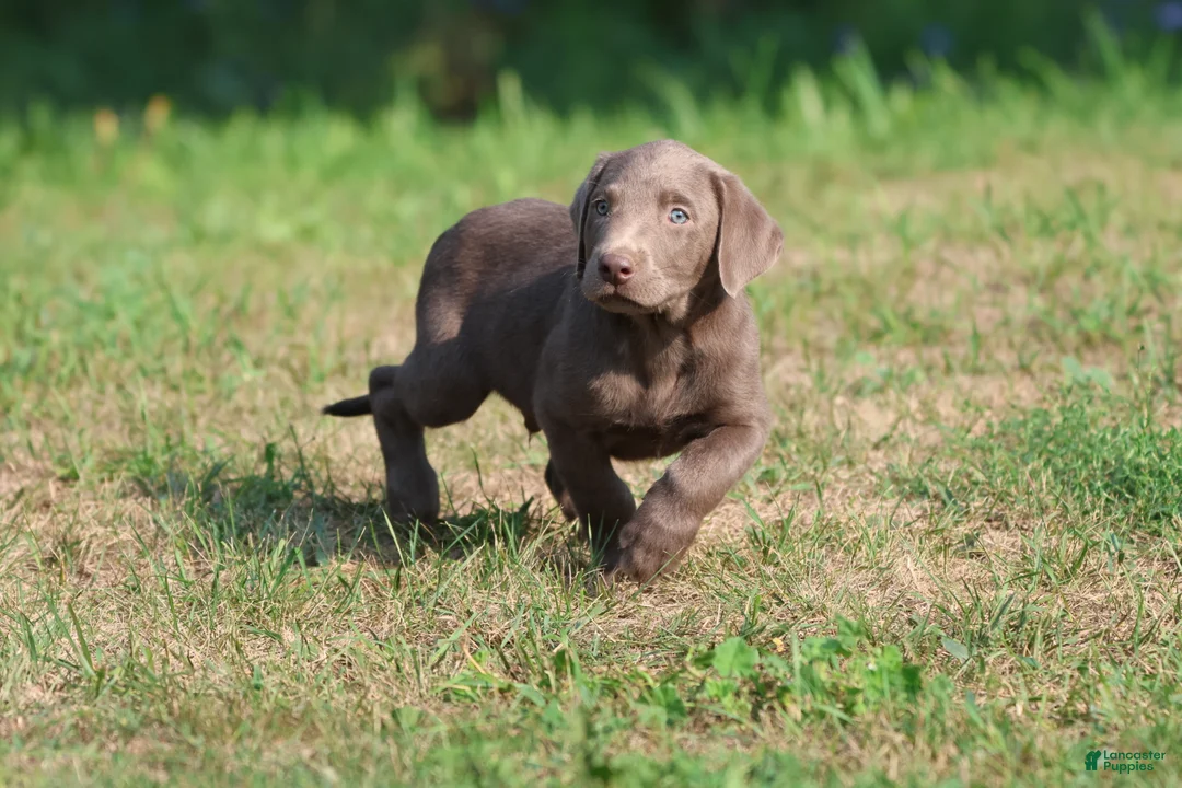 Labrador Retriever dogs for sale: Hudson - Ad 2
