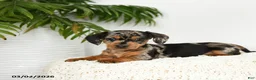 Miniature Dachshund dogs for sale: Jackie - Ad 2