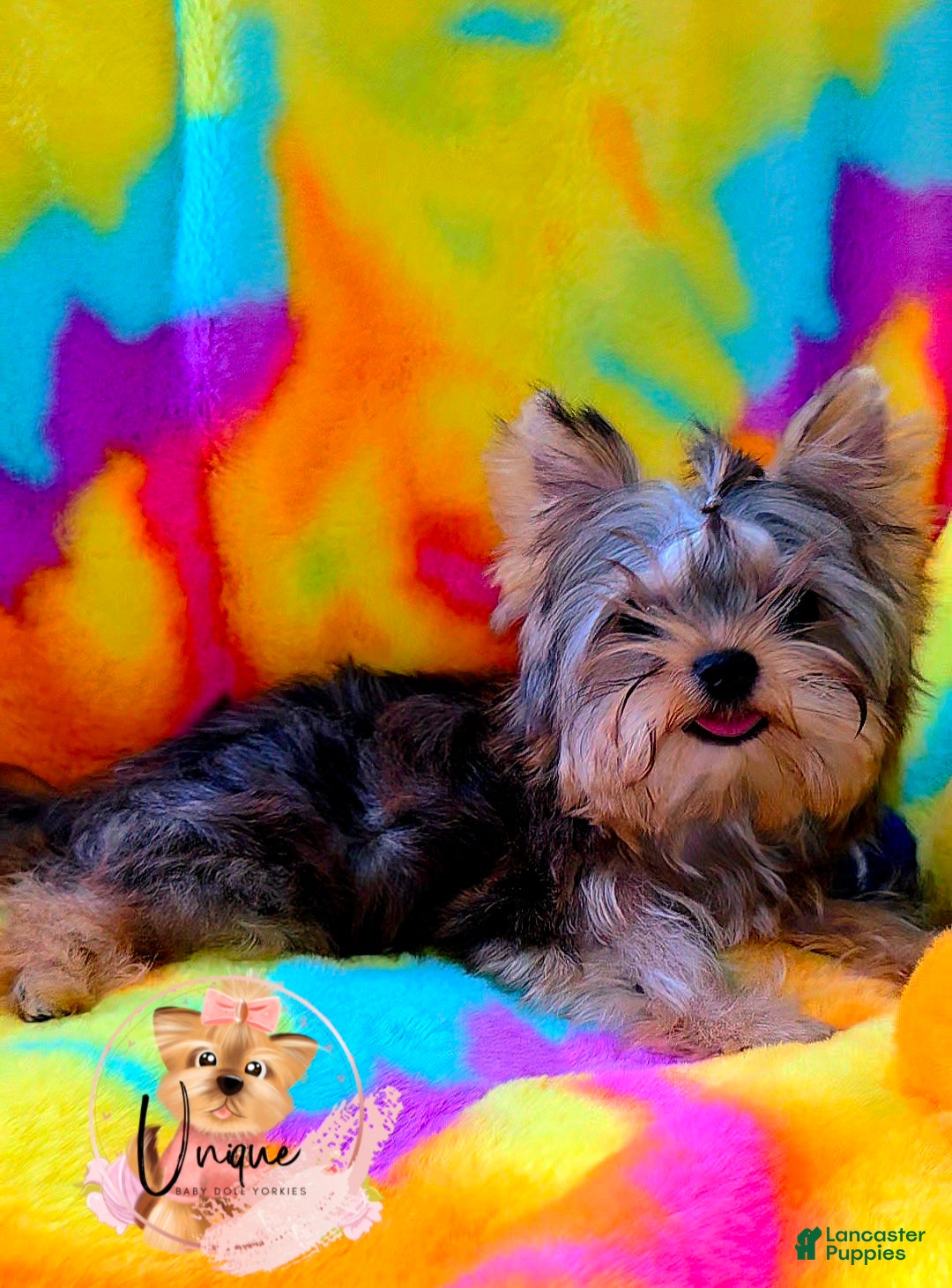 Yorkshire Terrier dogs Reese - Ad 1