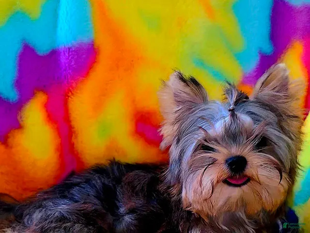 Yorkshire Terrier dogs Reese - Ad 1