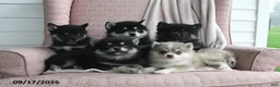 Pomsky dogs for sale: Baxter - Ad 5