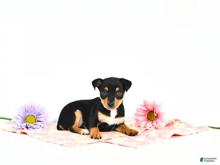 Miniature Pinscher dogs for sale: Jill EXRTA SMALL - Ad 2