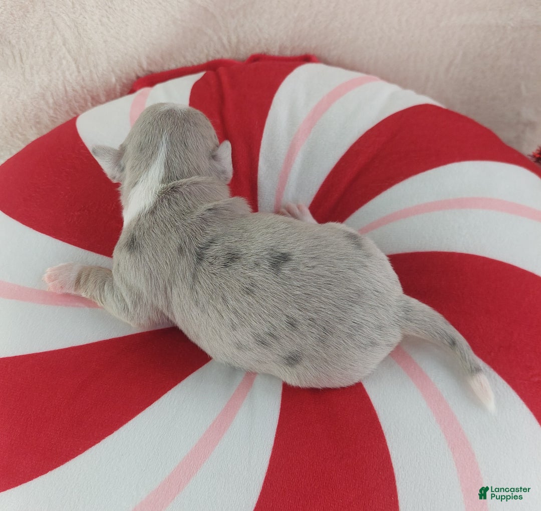 Chihuahua dogs for sale: Pixel - Ad 2