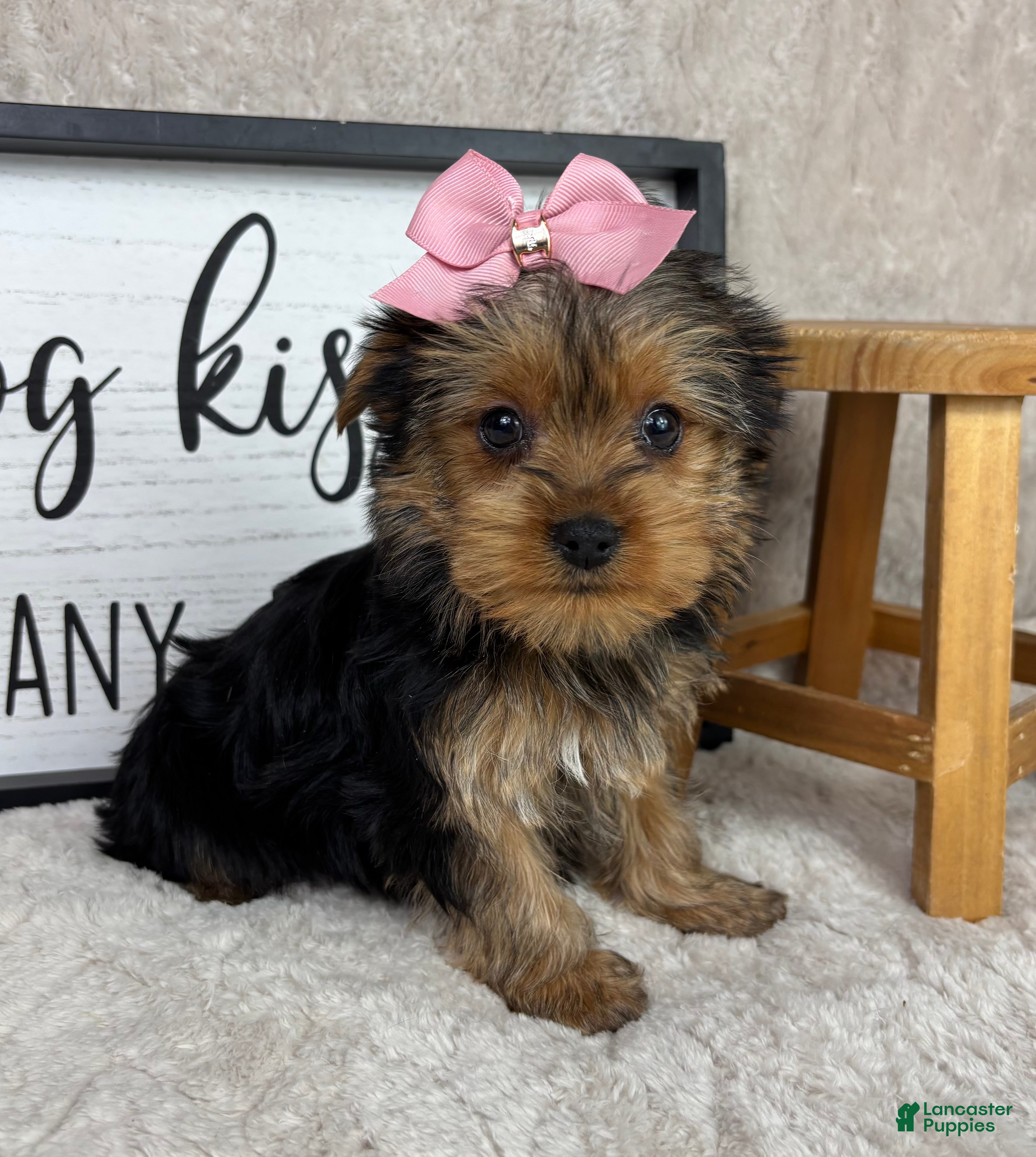 Yorkshire Terrier dogs Tina - Ad 28