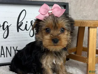 Yorkshire Terrier dogs Tina - Ad 28
