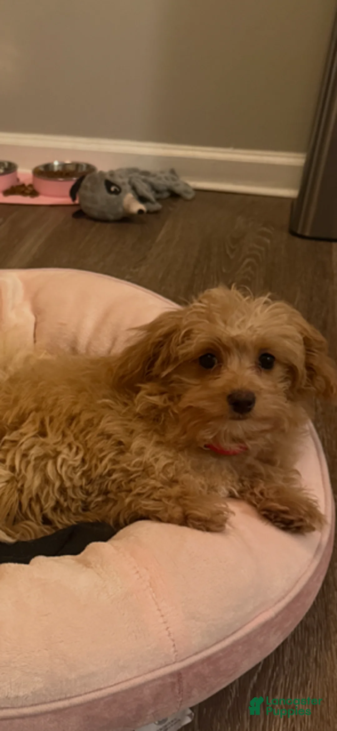 Maltipoo dogs for sale: Maltipoo Puppy 1 - Ad 4