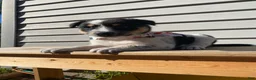 Mixed Breed dogs for sale: Mickey - Ad 7